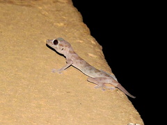 Ptyodactylus hasselquistii