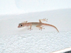 Ptyodactylus hasselquistii
