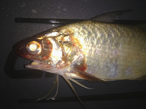 Barbeta amarilla (Polydactylus opercularis) — Polynemidae — 4