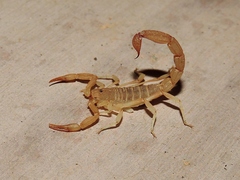 Paravaejovis confusus
