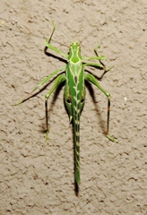 Insara elegans