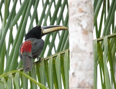 Pteroglossus aracari