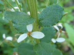 Olearia myrsinoides