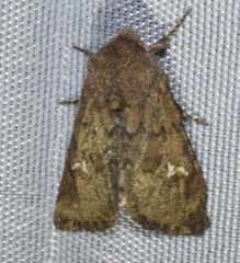 Tricholita fistula