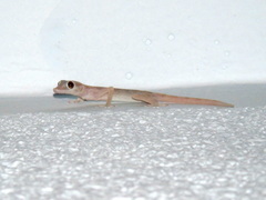 Ptyodactylus hasselquistii