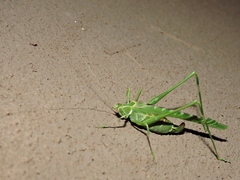 Insara elegans