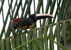 Pteroglossus aracari