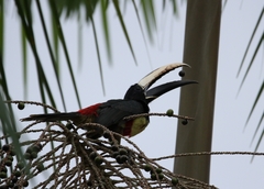 Pteroglossus aracari