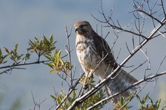 Buteo lineatus