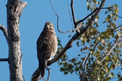 Buteo lineatus