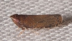 Scaphytopius nigrifrons