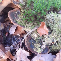 Fuscoporia ferruginosa
