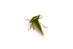 Membracidae