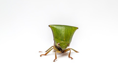 Membracidae