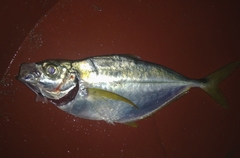 Chloroscombrus orqueta