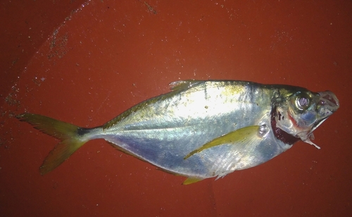Bumper (Chloroscombrus orqueta) — Carangidae — 4