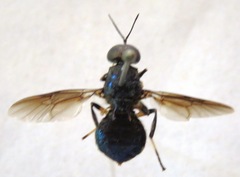 Cyphomyia varipes