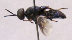 Cyphomyia varipes