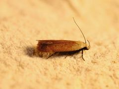 Anacampsis fullonella