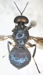 Cyphomyia varipes