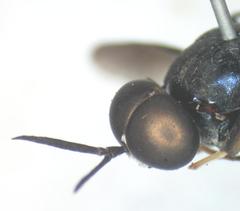 Cyphomyia varipes