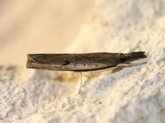 Fissicrambus profanellus