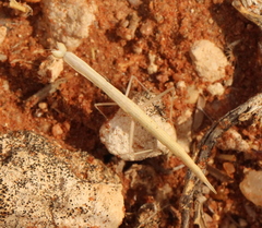 Episcopomantis chalybea