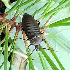 Capnochroa fuliginosa