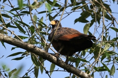 Buteogallus aequinoctialis