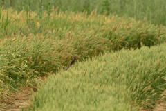 Phasianus colchicus colchicus