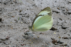 Itaballia demophile centralis