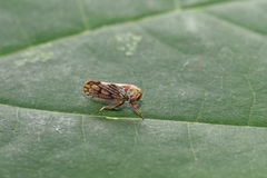 Oncopsis subangulata