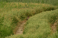 Phasianus colchicus colchicus