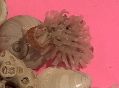 Rapaninae