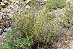 Petrosedum sediforme