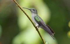 Campylopterus largipennis