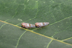 Tremulicerus distinguendus