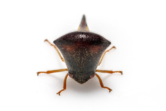 Membracidae