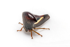 Membracidae