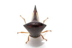 Membracidae