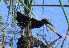 Pardirallus maculatus