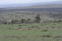 Euphorbia triangularis