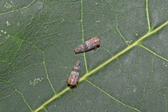 Tremulicerus distinguendus