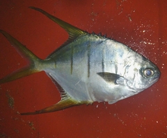 Trachinotus rhodopus