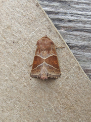 Lemmeria digitalis