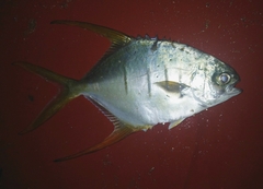 Trachinotus rhodopus