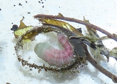 Lophoptera