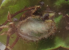 Lophoptera
