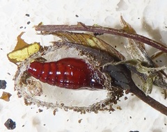 Lophoptera