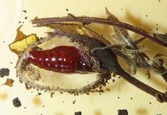 Lophoptera